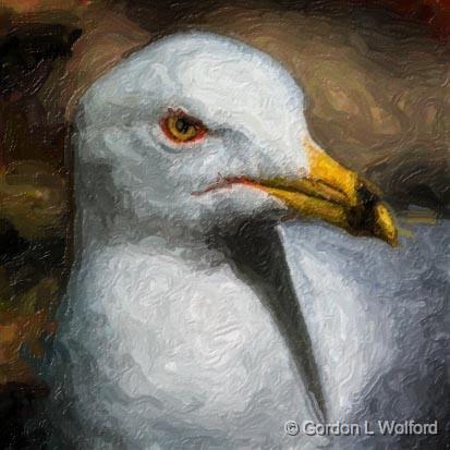 Gull Closeup_53573art.jpg - Ring-billed Gull (Larus delawarensis) photographed at Ottawa, Ontario - the Capital of Canada.